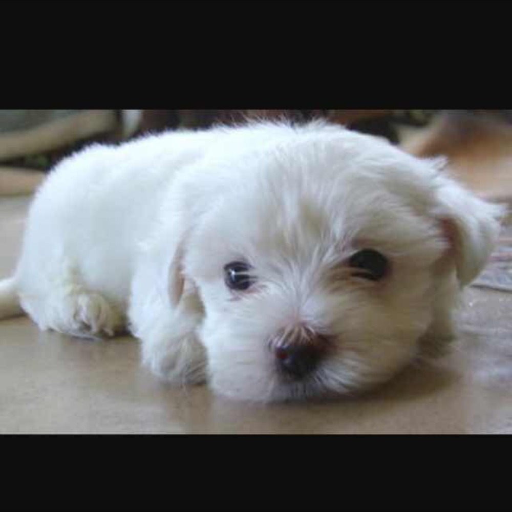 Meet your Posher, Judy